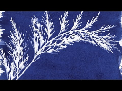 Sunprinting with the Cyanotype Set from Jacquard Products