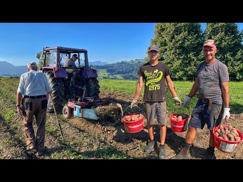 Копаємо КАРТОПЛЮ з ДІДОМ та ШЕФОМ, вродила ДОБРЯЧЕ в ГОРАХ. УКРАЇНЕЦЬ на Фермі у Швейцарії