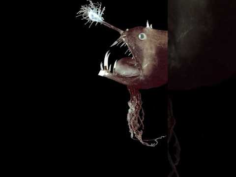 The Top 6 Weirdest Anglerfish