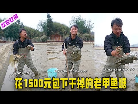 大表哥： 花1500元包下干掉的老甲鱼塘，里面到底还有没有甲鱼？#户外 #viralvideo