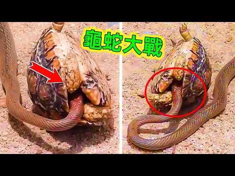 動物惹上了這些高智商的對手時，結局卻驚人的出乎意料，太解氣了#動物惹錯對手 #動物大戰 #動物世界 #動物科普 #世界之最 #王宇觀地球