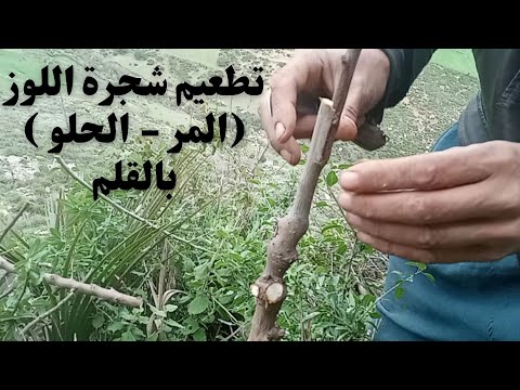 تطعيم شجرة اللوز (المر - الحلو ) بالقلم