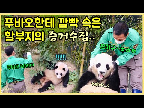 [ep.135] 일주일만에 나무를 뿌신 푸바오와 증거수집하는 할부지🤣/ 강할부지와 함께한 아름다운 투샷✨/ 응가로 하나되는 모녀💕/ 에버랜드 판다월드