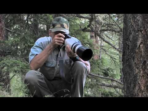 Photographes animaliers : Rencontre avec le monde sauvage