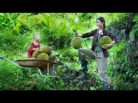 Single Mother, 17 Years Old - Harvest Jackfruit and Process it into Delicious Dishes