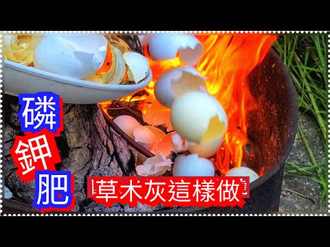 【割韭菜 爽】如何自制【草木灰 磷鉀肥】韭菜長的太肥了 一個月割二次