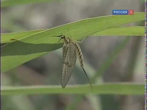 Двойная жизнь насекомых речных долин. Рассказы о природе.