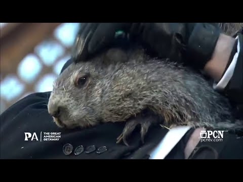 Shadow or no shadow? Watch Punxsutawney Phil make his prediction