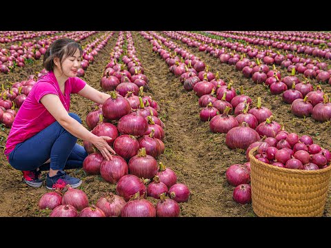 Harvesting GIANT Red Onions to Sell | Massive Traditional Onion Soup Before Market Day