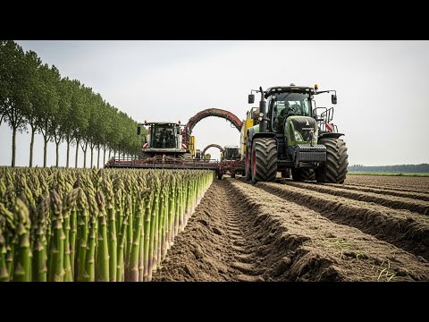 Inside America’s Asparagus Industry | 60M Pounds Harvested With Technology