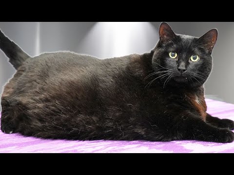 I Tried Grooming a 31lb (14kg) Cat Named Slim Shady...He Was NOT Having It