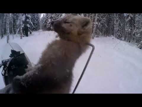 Новогодняя проверка капканов.