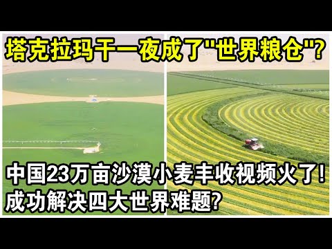 記者實地探訪塔克拉瑪干沙漠，被眼前一幕驚呆了！23萬畝沙漠小麥大豐收，成功解決四大世界難題？