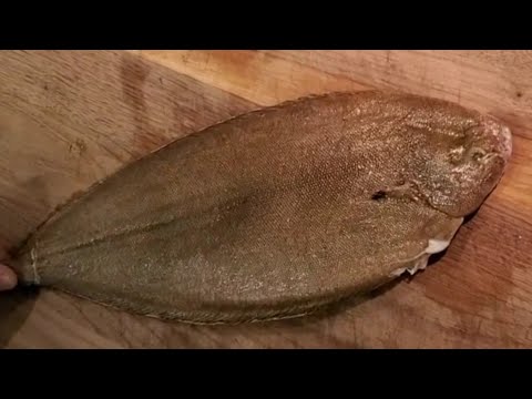 How to fillet a flat fish, Dover sole.