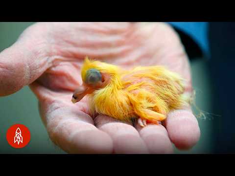 Why This Pigeon Could Be Worth Millions