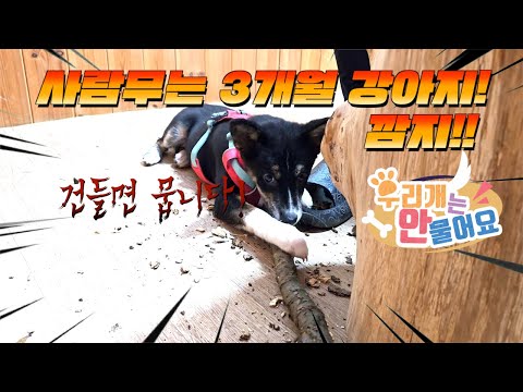 🧑🏿‍🦰 사람 무는 3개월 🐕강아지를 고쳤습니다~ 강아지 공격성 교육#강아지키우기 #3개월강아지 #강아지키우는법