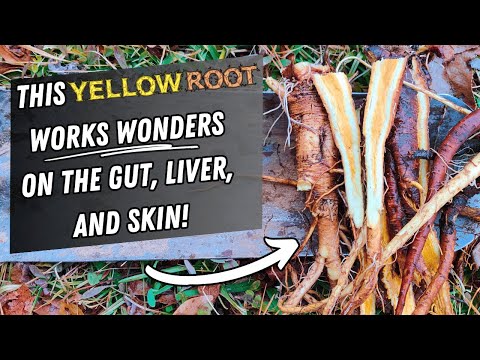 Old Timers Used This Root to “Purify the Blood” and Heal Chronic Skin Complaints
