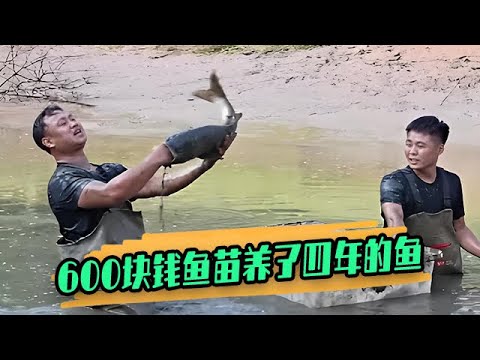 爺爺用600塊錢魚苗養了四年的魚，最後到底能賣多少錢？ #戶外 #大表哥