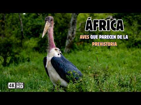 ÁFRICA: Paraíso de AVES Exóticas y LEGENDARIAS | DOCUMENTAL MEGA-EPISODIO