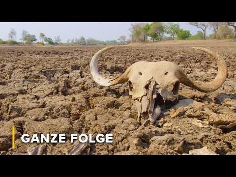 El Niños Zorn: Leben und Tod im Luangwa-Tal | Trockenzeit 102