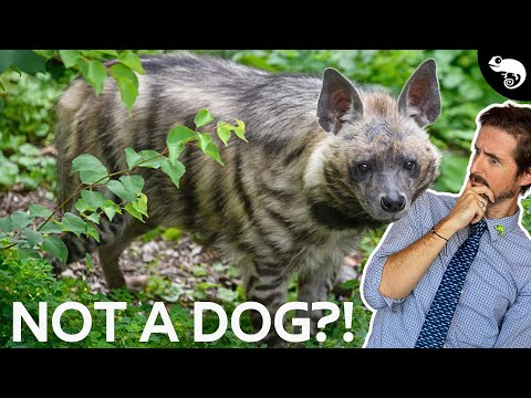 The Complete Guide to Mammals - Carnivora