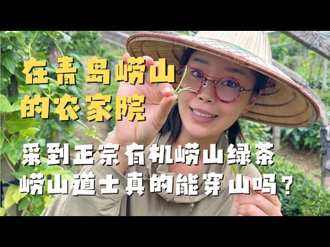 在青岛崂山看到了真正的崂山道士 采正宗无公害崂山绿茶 吃大碗鲜美的农家菜 超美环海公路｜回家乡的最大感受
