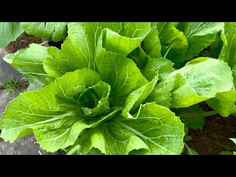 Weekend Gardening: Update Sawi Hk Dan Panen Sawi Pahit Untuk Bagi Kawan-Kawan