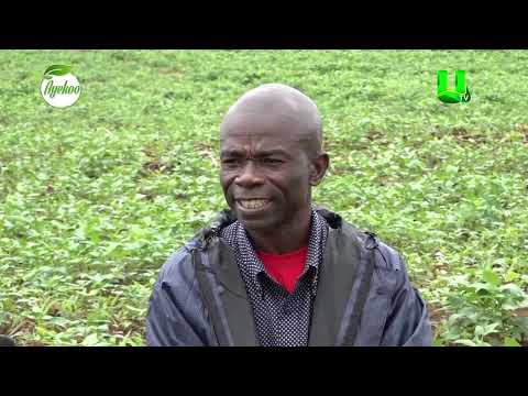 AYEKOO: I WASTED SEVEN YEARS IN ITALY, BUT I HAVE RECOVERED THROUGH FARMING - PATRICK ACHEAMPONG