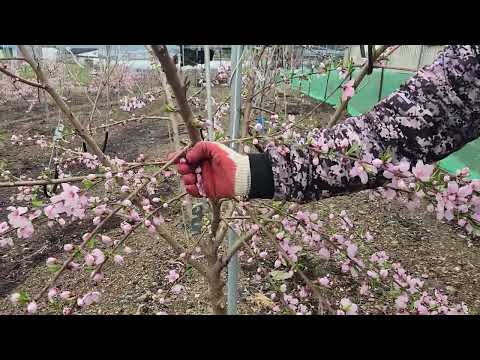 4월초순 복숭아나무 2년차 이렇게 하시면 3년차 1,나무에 5키박스기준15박스~ 20박스 가까히 수확가능 합니다.