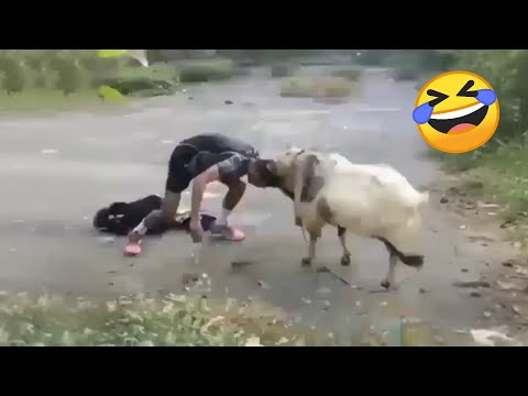 TRY NOT TO LAUGH 😂 Funniest Fails & Funny Videos Compilation 2025 Part 1