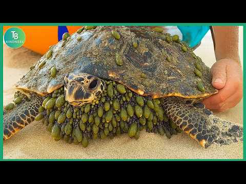 Animals That Asked People for Help! Helping Sea Turtles Remove Barnacles #36