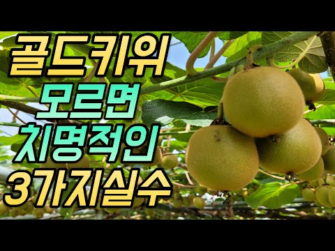 골드키위 1000평 재배, 8년 전에 3가지를 알았더라면....
