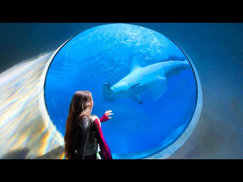 I Tried to Draw EVERYTHING at the Aquarium