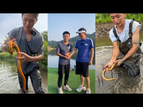 水猴子花300元包塘黄鳝,这么大的鳝鱼你们那里是什么行情?