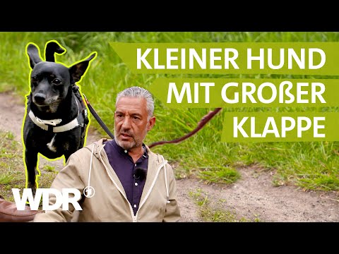 Angriffslustig: Wie kann man "Batman" beruhigen? | Hunde verstehen | S04/E01 | WDR
