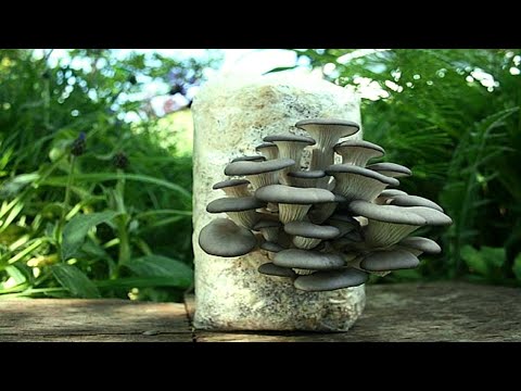 НЕ ЖГИТЕ СОРНЯКИ, ВЫРАЩИВАЙТЕ ГРИБЫ! / ВЫРАЩИВАНИЕ ГРИБОВ НА СОРНЯКАХ