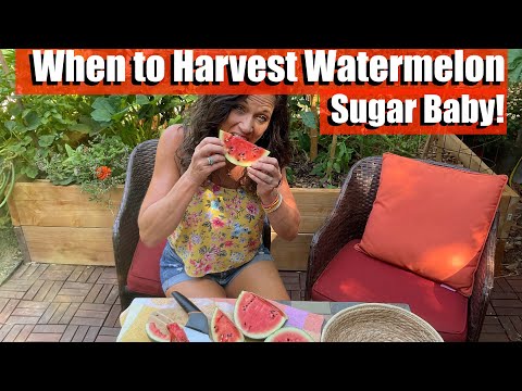 When to Harvest Sugar Baby Watermelon - the Most Important Clue! 🍉