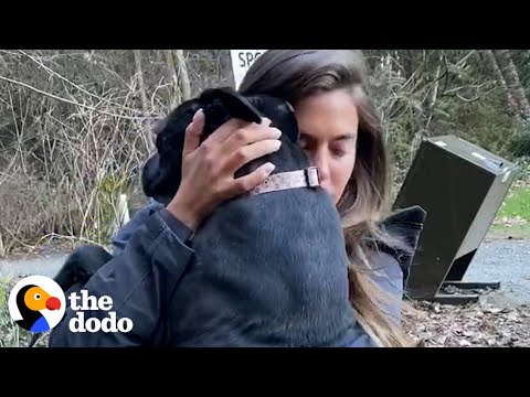 Couple Cries After Sending Their Skinny Rescue Dog To New Home | The Dodo Running Back To The Rescue