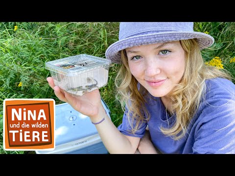 Ein Paradies für Zauneidechsen | Reportage für Kinder | Nina und die wilden Tiere