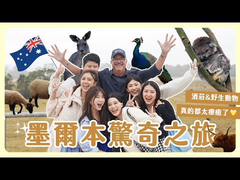 墨爾本vlog🇦🇺幸福爆棚的酒莊行程😍巧遇野生袋鼠哺乳幸運爆棚🦘🍼無尾熊🐨療癒了我的心💕