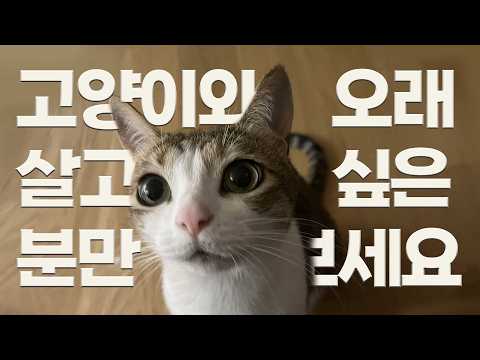 고양이에게 이게 위험하다고? 총정리!