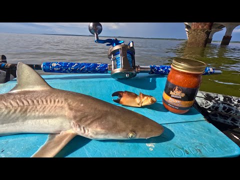 BBQ SHARK and STONE CRAB Catch n' Cook!