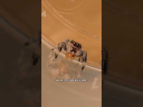 the cutest spider in the world