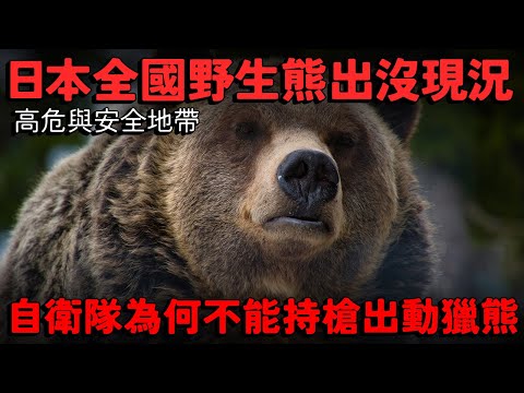 日本全國野生熊出沒現況！高危與安全地帶 旅遊安全嗎？自衛隊為何不能持槍出動獵熊！