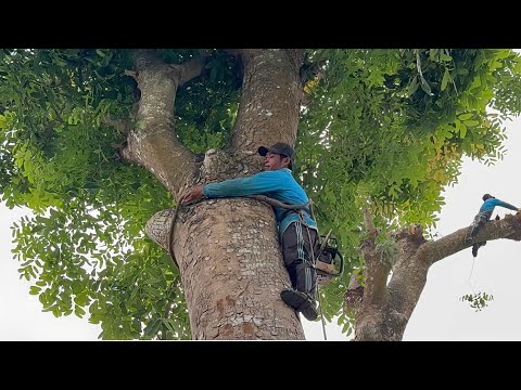 Cưa cây xà cừ siêu khủng , Ở ô môn cần thơ . Cưa cây kỷ thuật cao