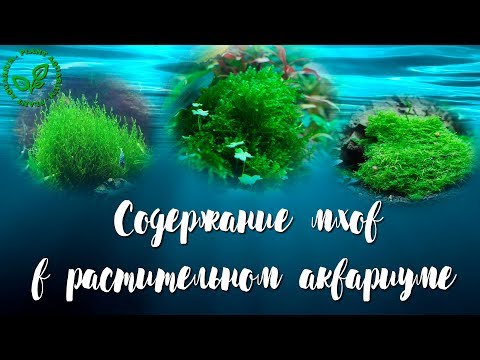 Содержание мхов в растительном аквариуме