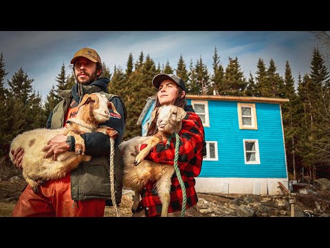 Starting a Farm on a Remote Island - The Goats Arrive