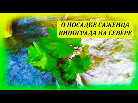 Секрет посадки саженца винограда в условиях северного виноградарства. Как посадить саженец винограда