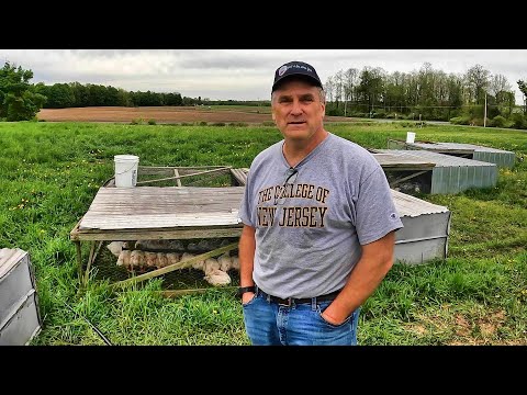 10 Years' Experience Raising Broiler Chickens on Pasture for Commercial Sale