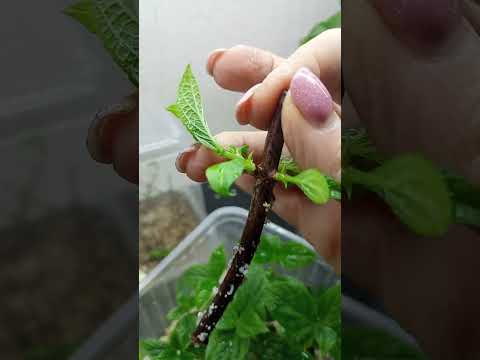 Укоренение деревянного и зеленого черенка от А до Я. Продажа черенков 89527828234